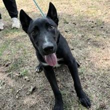 Enlarge Kevin, a Adoptable Collie in Tyler, TX image 2/3
