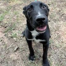Enlarge Kevin, a Adoptable Collie in Tyler, TX image 3/3