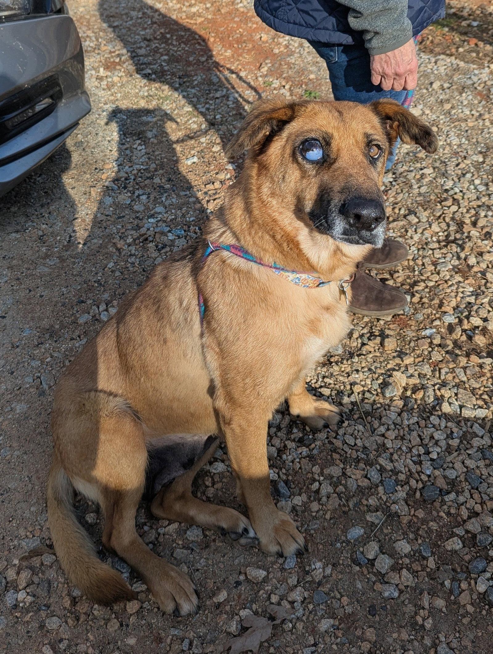Brandie, Adoptable, Senior Female German Shepherd Dog.