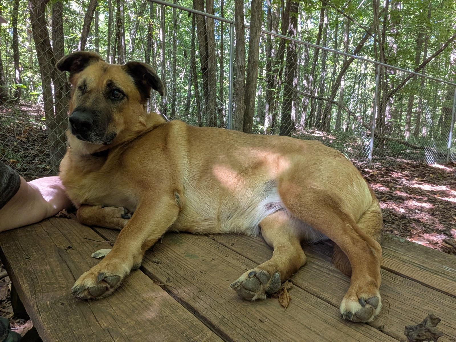 Enlarge Brandie, a Adoptable German Shepherd Dog in Mc Cormick, SC image 1/3