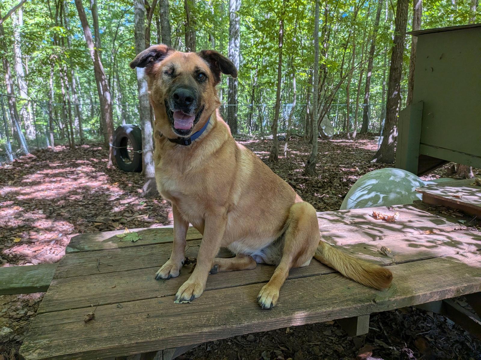 Enlarge Brandie, a Adoptable German Shepherd Dog in Mc Cormick, SC image 2/3