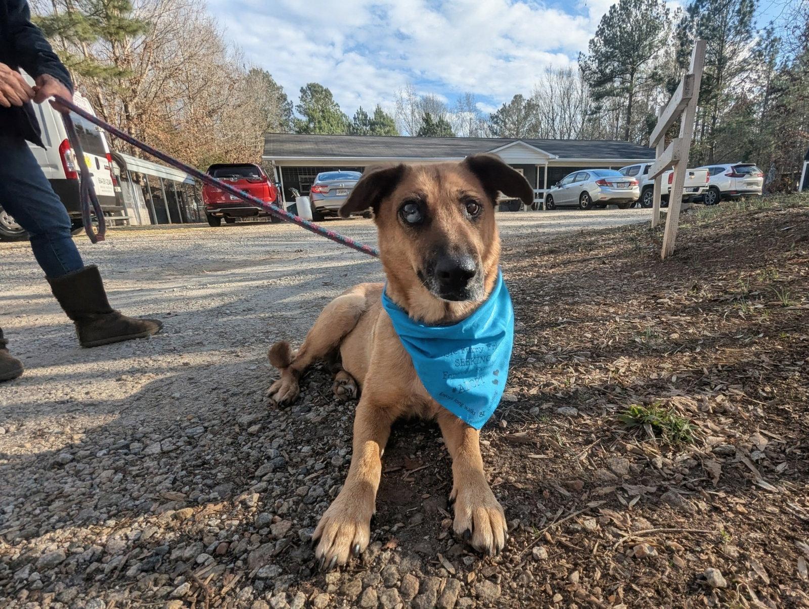 Enlarge Brandie, a Adoptable German Shepherd Dog in Mc Cormick, SC image 2/3
