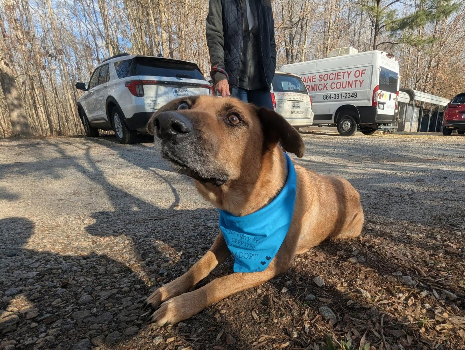 Enlarge Brandie, a Adoptable German Shepherd Dog in Mc Cormick, SC image 3/3