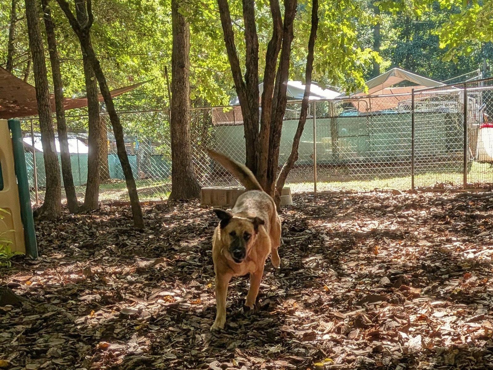 Enlarge Brandie, a Adoptable German Shepherd Dog in Mc Cormick, SC image 3/3