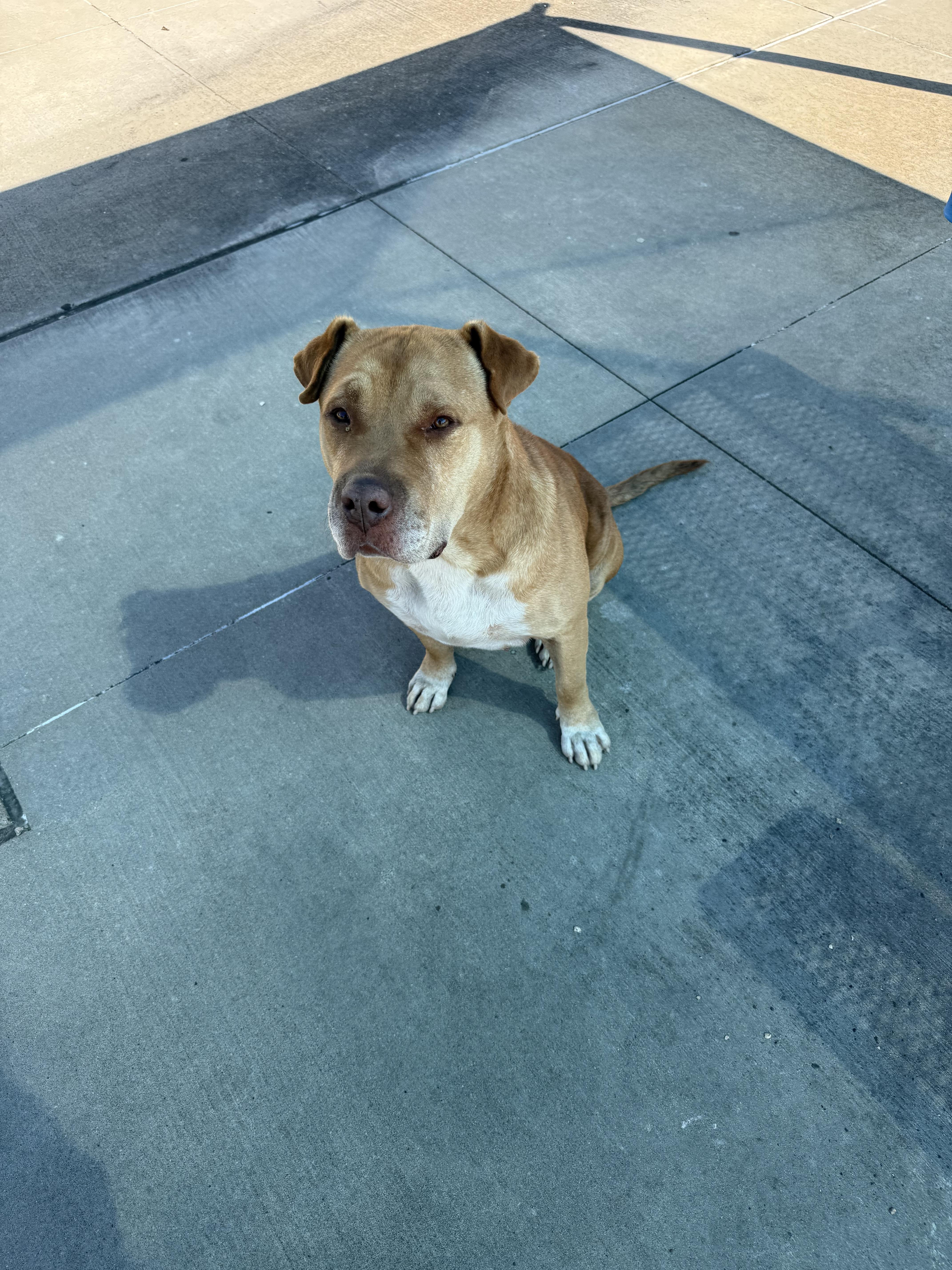 Enlarge EEYORE, a Adoptable mixed breed in TULSA, OK image 3/6