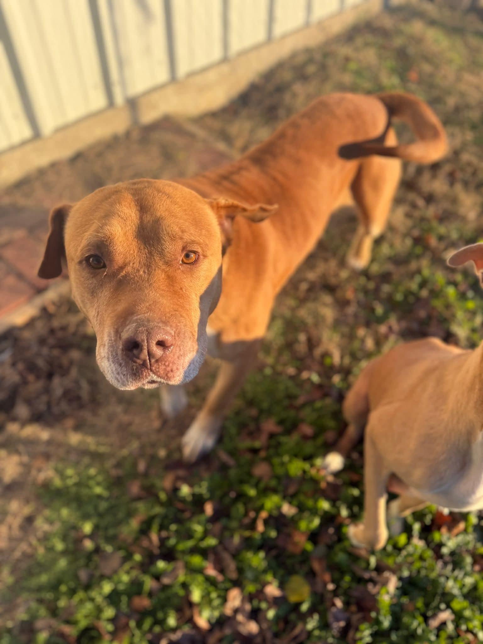 Enlarge EEYORE, a Adoptable mixed breed in TULSA, OK image 4/6