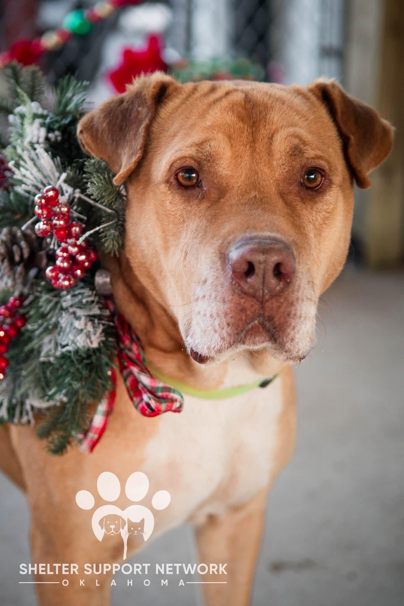 EEYORE, Adoptable, Senior Male Mastiff & Shar-Pei.