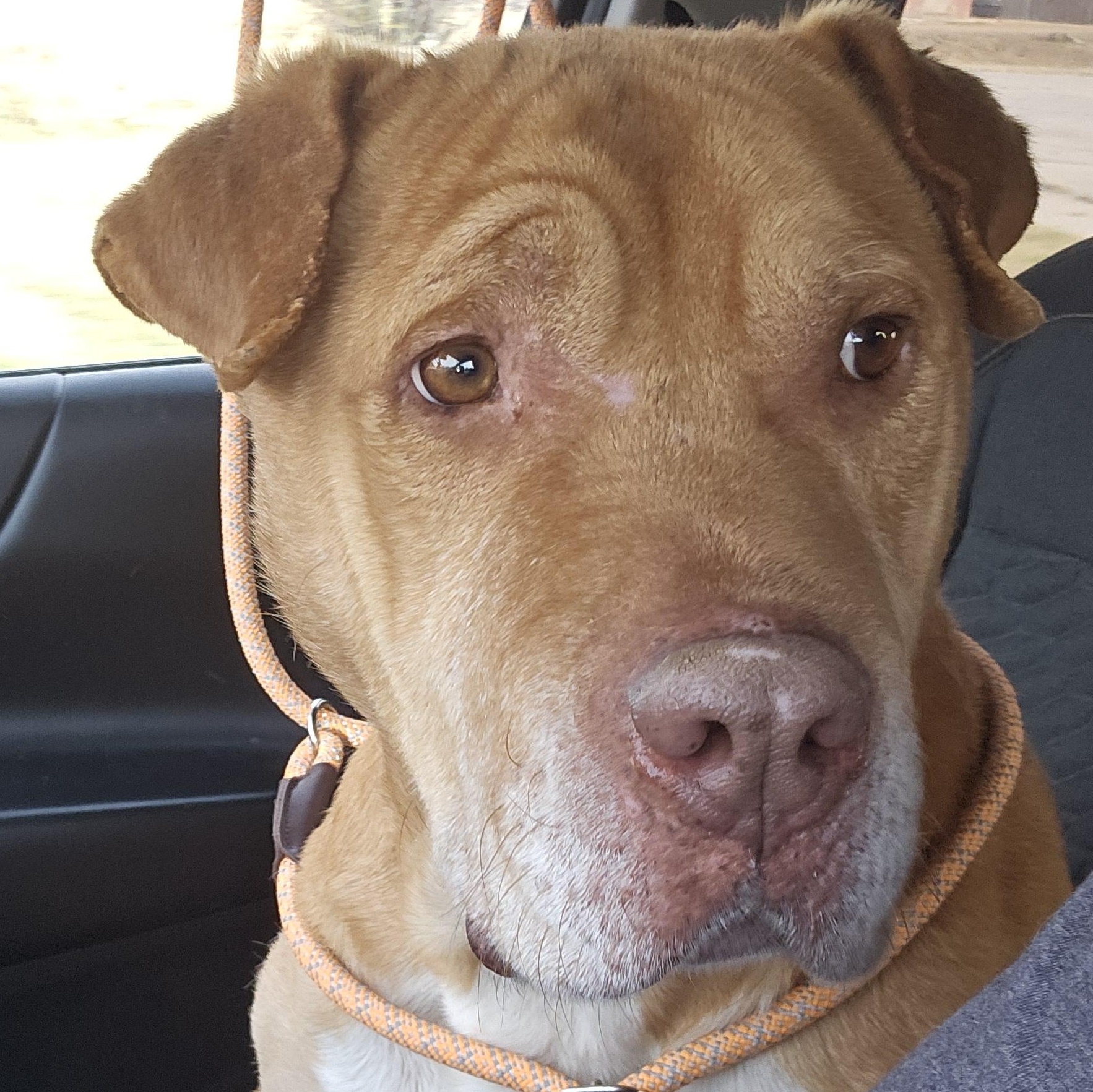 Enlarge EEYORE, a Adoptable mixed breed in TULSA, OK image 6/6