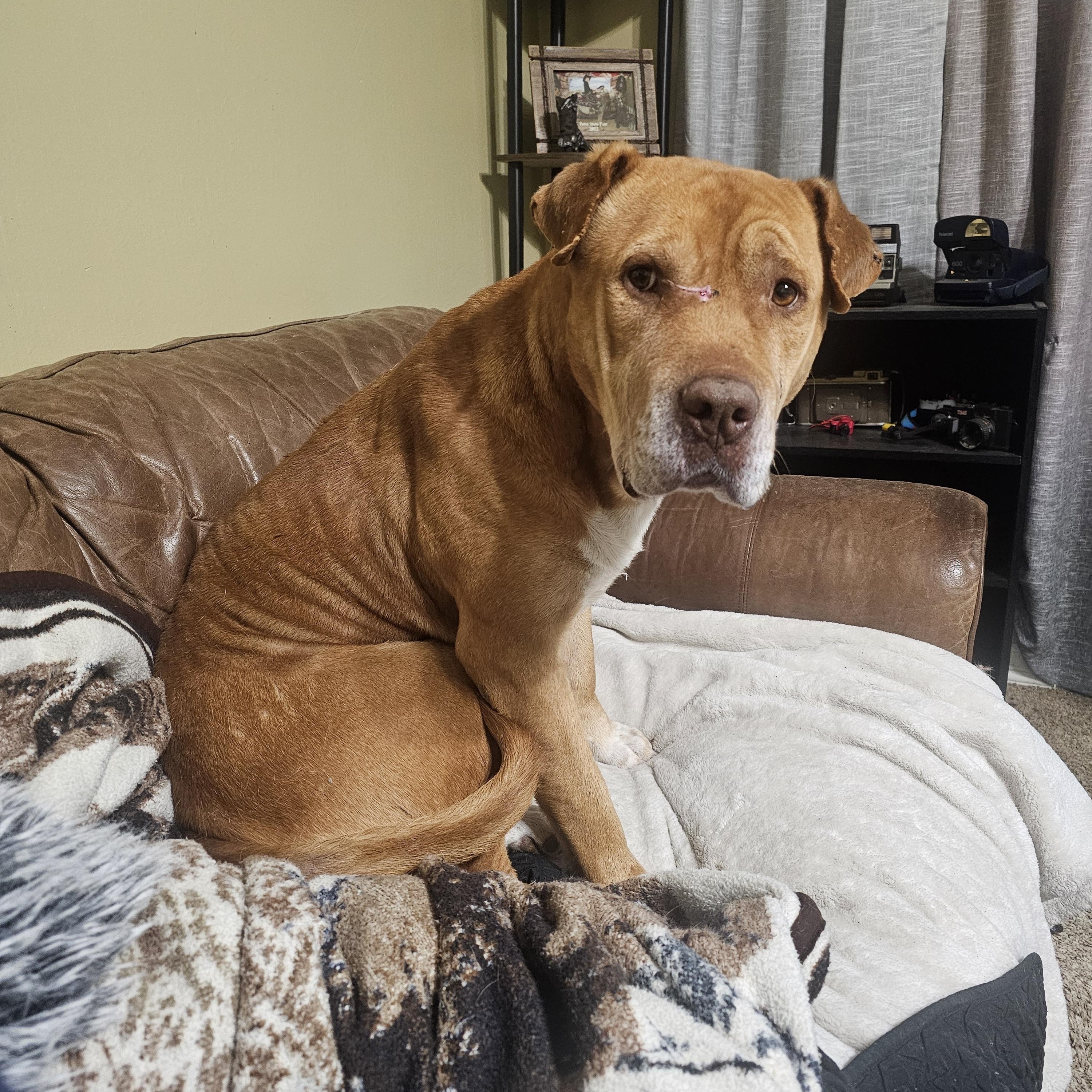 Enlarge EEYORE, a Adoptable mixed breed in TULSA, OK image 2/6