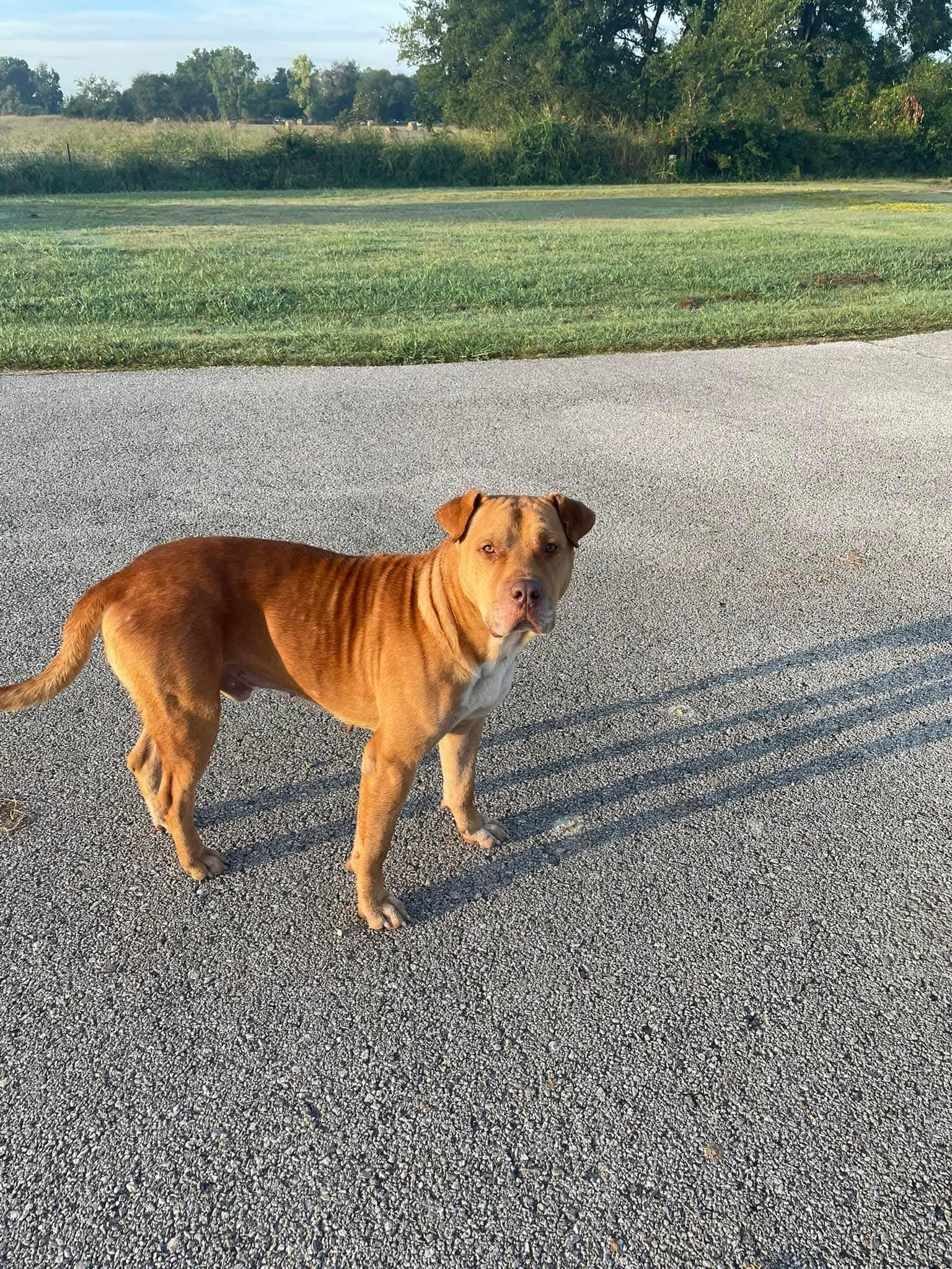 Enlarge EEYORE, a Adoptable mixed breed in TULSA, OK image 5/6