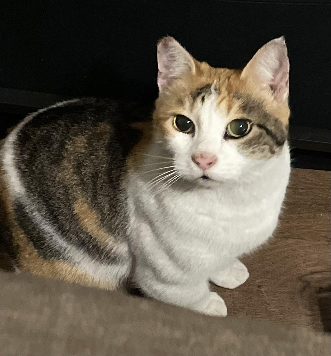 Enlarge Daisy Mae, an adopted Calico in Orange, CA image 3/3