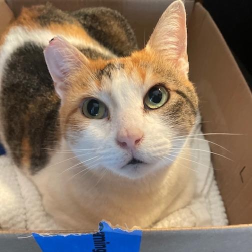 Enlarge Daisy Mae, an adopted Calico in Orange, CA image 1/3