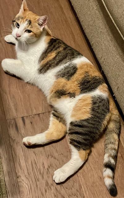 Enlarge Daisy Mae, an adopted Calico in Orange, CA image 2/3