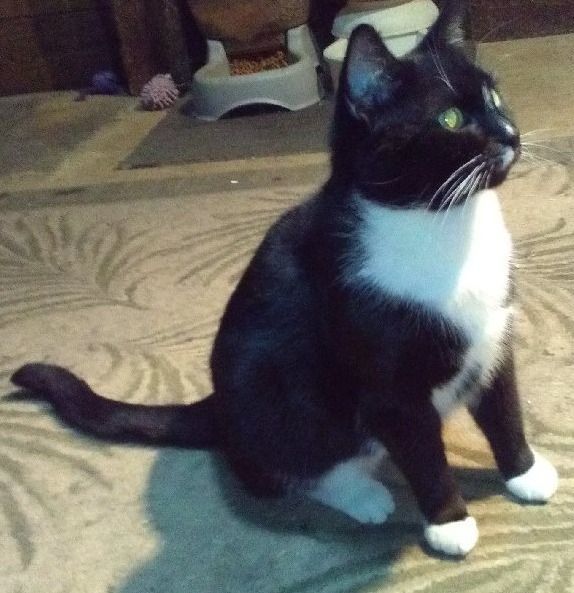 Josie, an adoptable Tuxedo in Newark, OH, 43055 | Photo Image 4