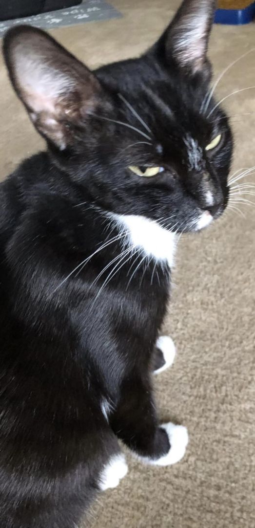 Josie, an adoptable Tuxedo in Newark, OH, 43055 | Photo Image 2