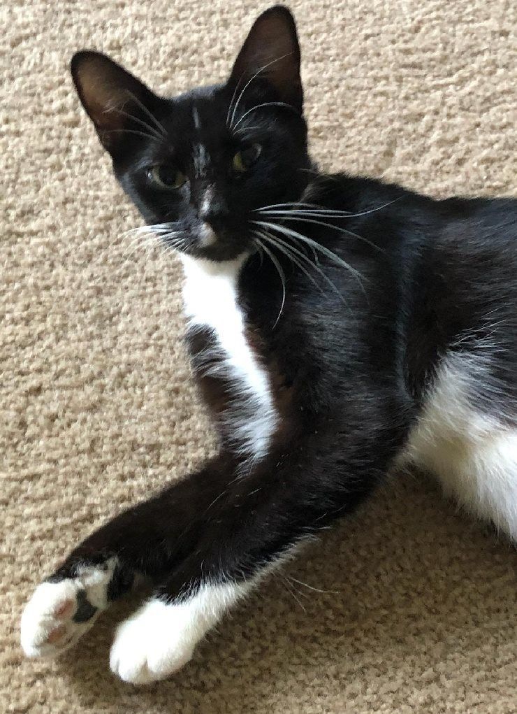 Josie, an adoptable Tuxedo in Newark, OH, 43055 | Photo Image 3