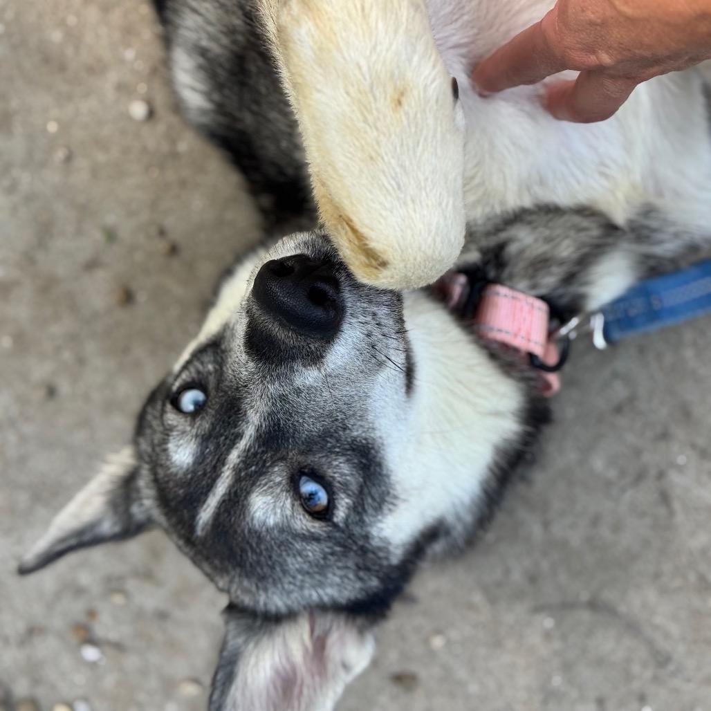 Tate, Adoptable, Young Female Husky.