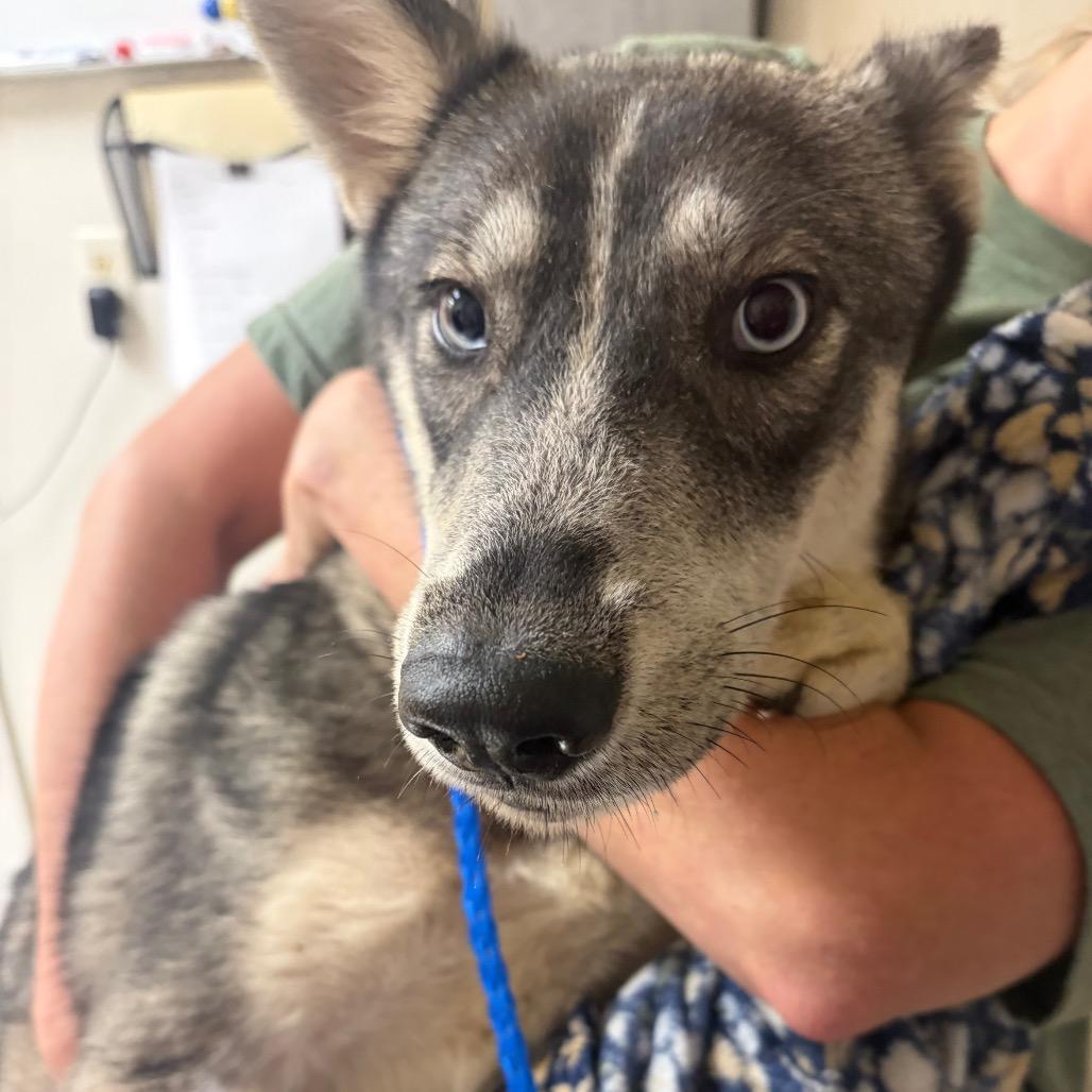Enlarge Tate, a Adoptable Husky in Pekin, IL image 2/6