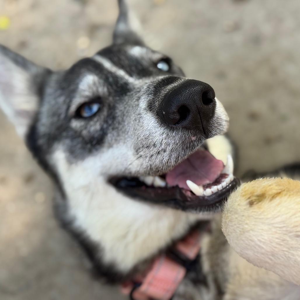 Enlarge Tate, a Adoptable Husky in Pekin, IL image 3/6