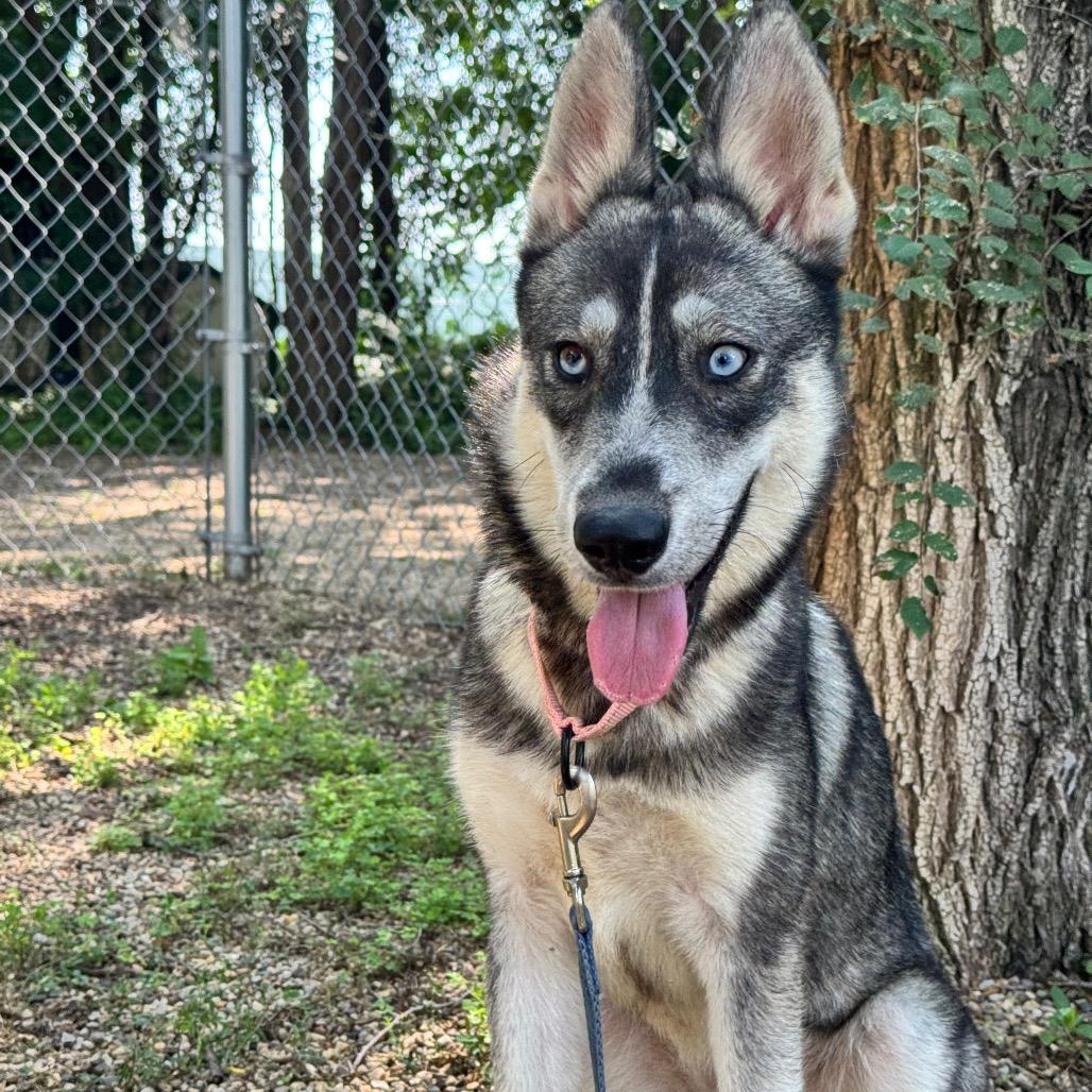 Enlarge Tate, a Adoptable Husky in Pekin, IL image 4/6