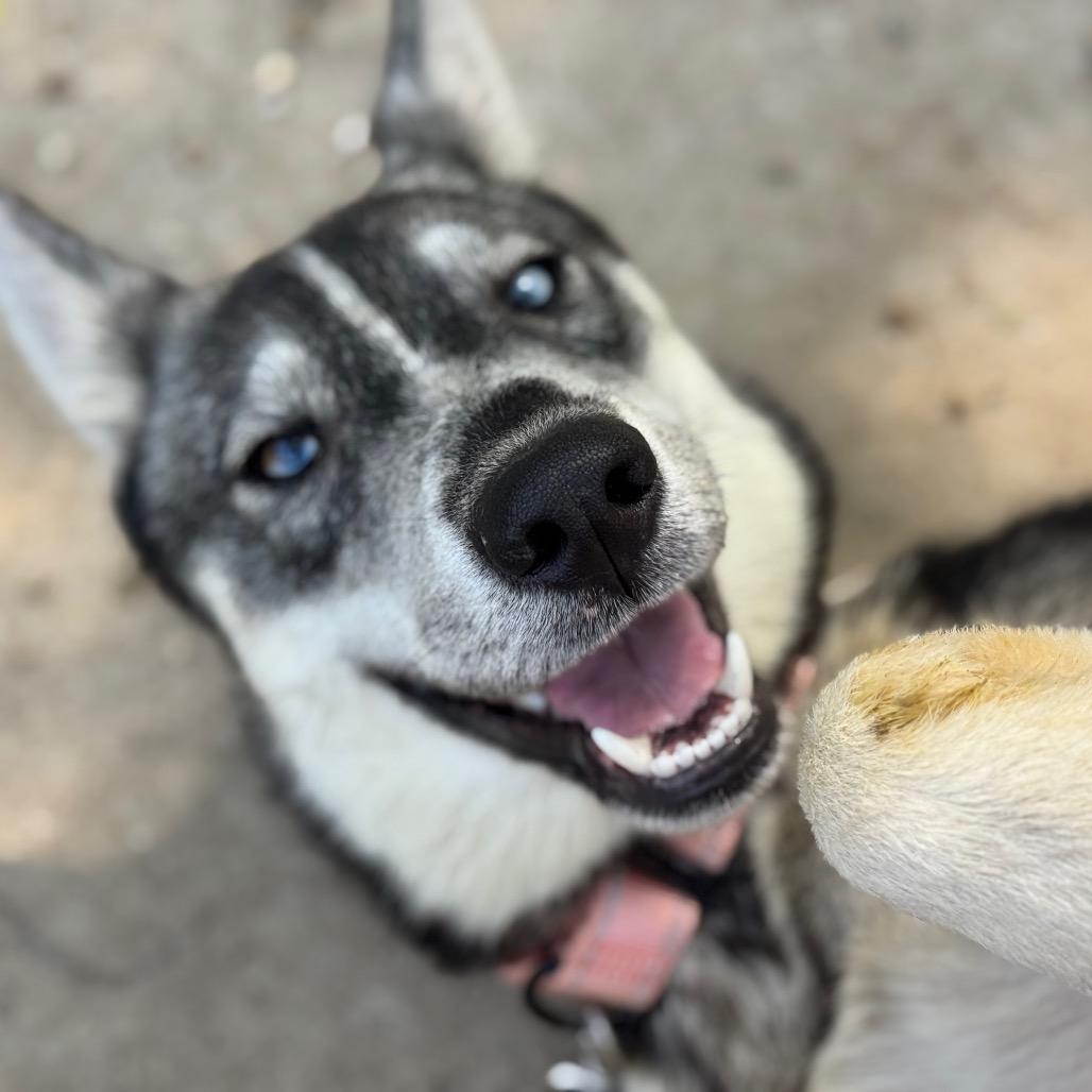 Enlarge Tate, a Adoptable Husky in Pekin, IL image 5/6