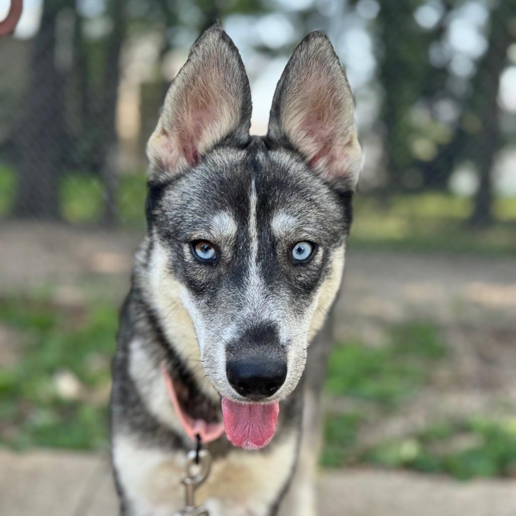 Enlarge Tate, a Adoptable Husky in Pekin, IL image 6/6