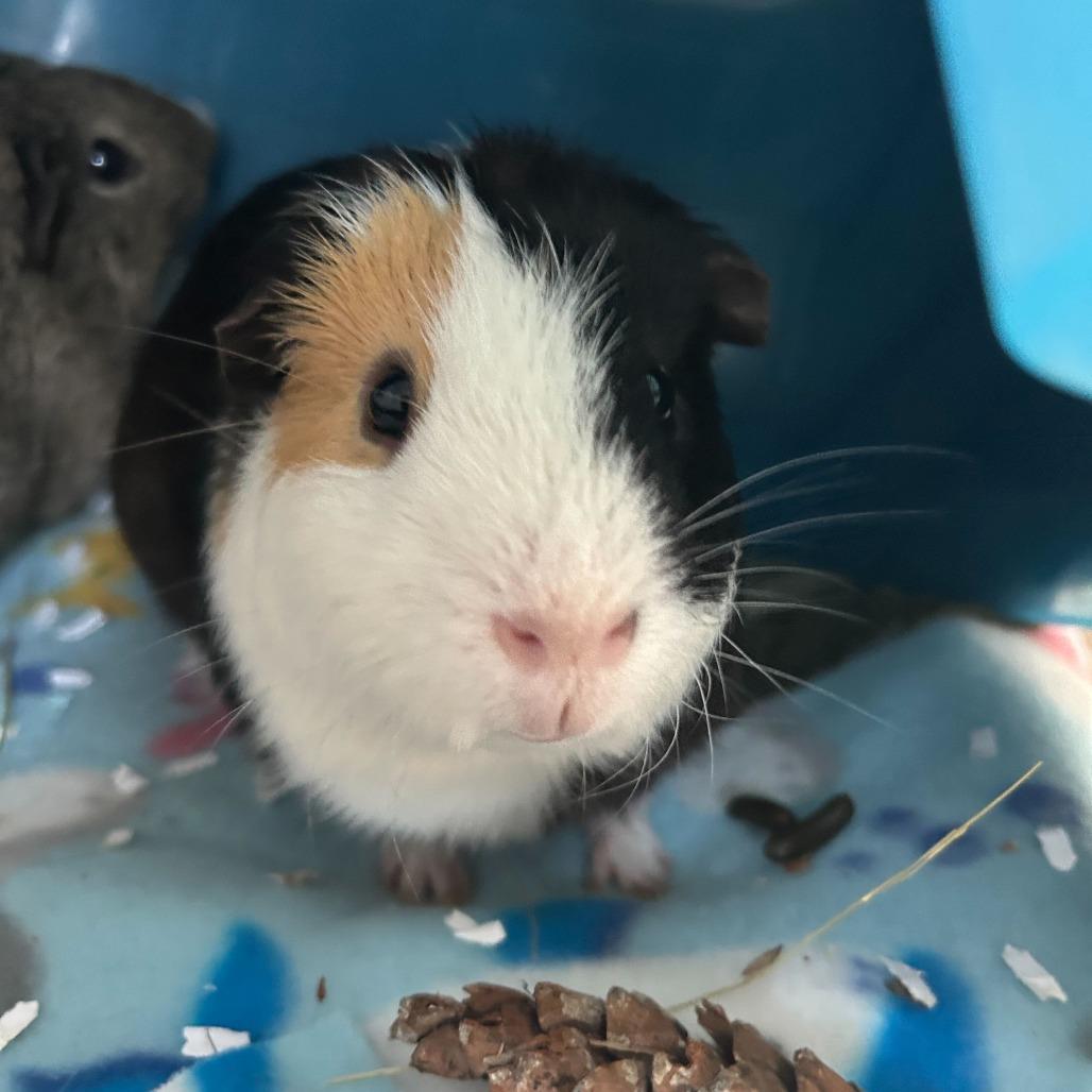 Enlarge Oreo Cookie, a Adoptable Guinea Pig in Dover, NH image 1/1