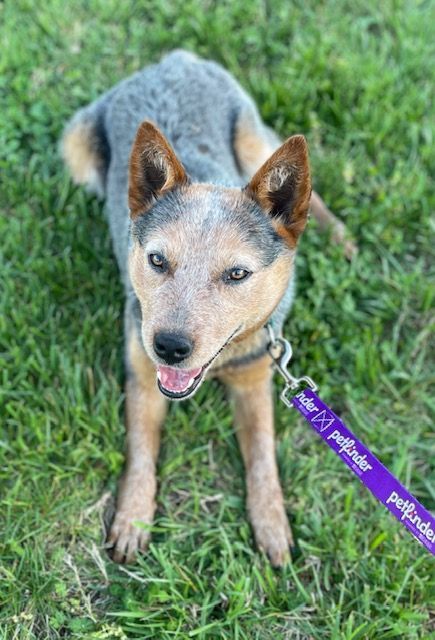 Enlarge Wizard, a Adopted Australian Cattle Dog / Blue Heeler in Goodlettsville, TN image 1/6