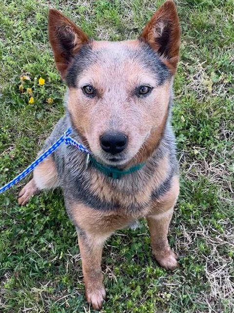 Enlarge Wizard, a Adopted Australian Cattle Dog / Blue Heeler in Goodlettsville, TN image 2/6