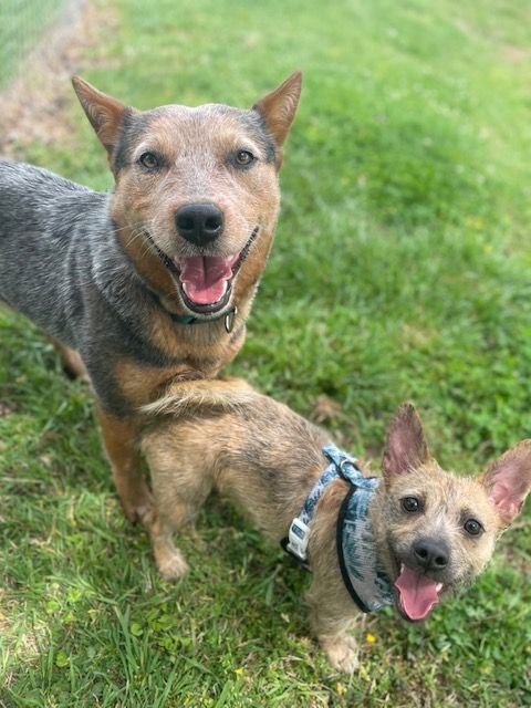 Enlarge Wizard, a Adopted Australian Cattle Dog / Blue Heeler in Goodlettsville, TN image 3/6