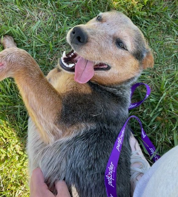Enlarge Wizard, a Adopted Australian Cattle Dog / Blue Heeler in Goodlettsville, TN image 4/6