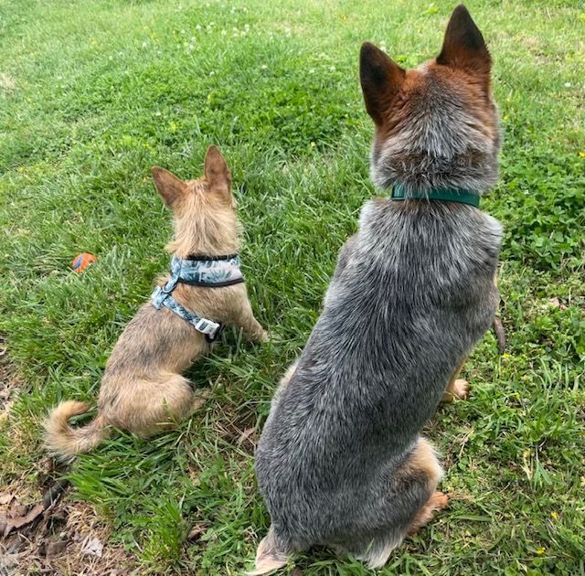 Enlarge Wizard, a Adopted Australian Cattle Dog / Blue Heeler in Goodlettsville, TN image 5/6