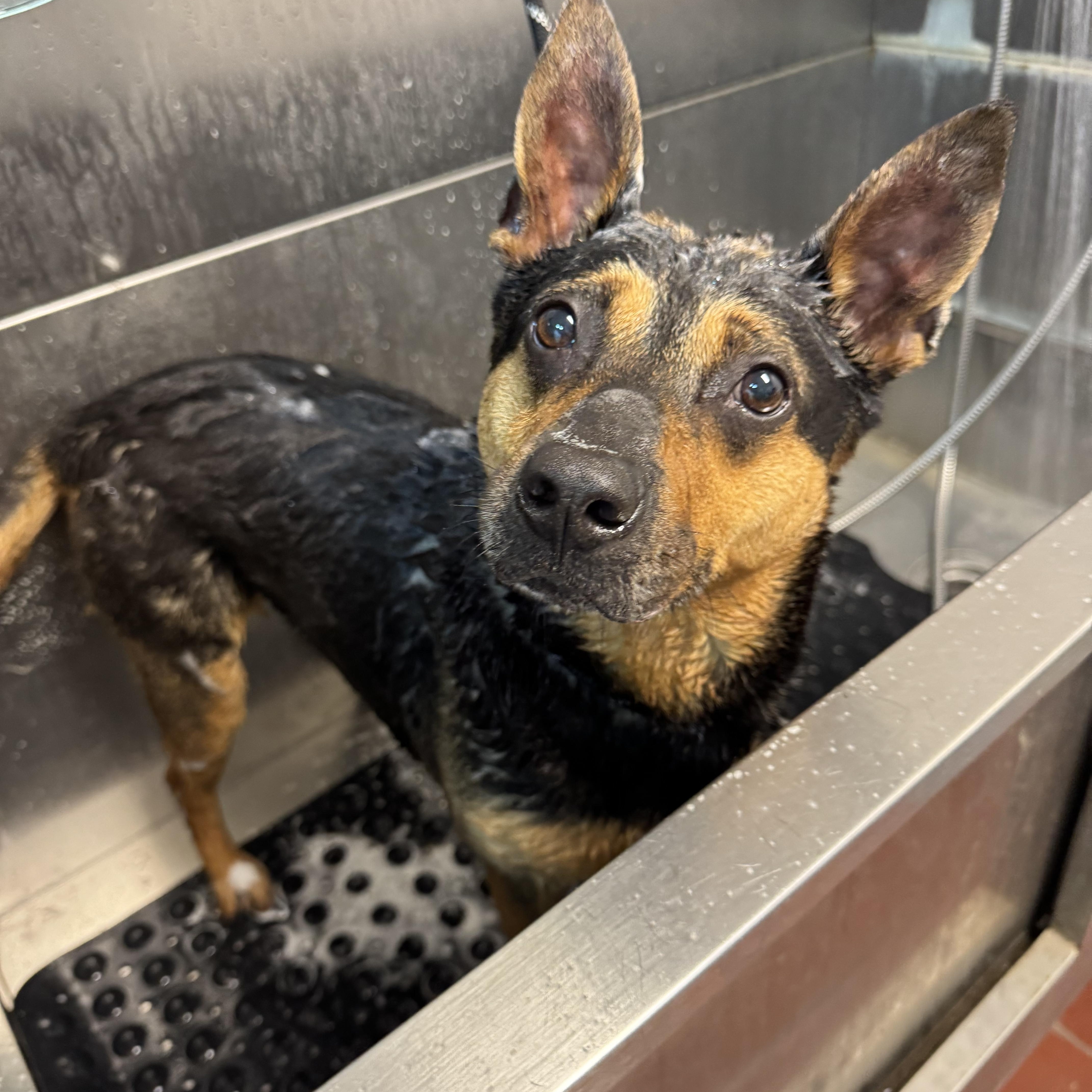 Enlarge Nova ADOPTED, a ADOPTABLE mixed breed in Canton, OH image 4/6