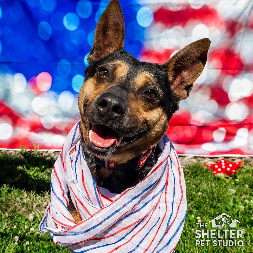 Nova ADOPTED, ADOPTABLE, Adult Female Shepherd.