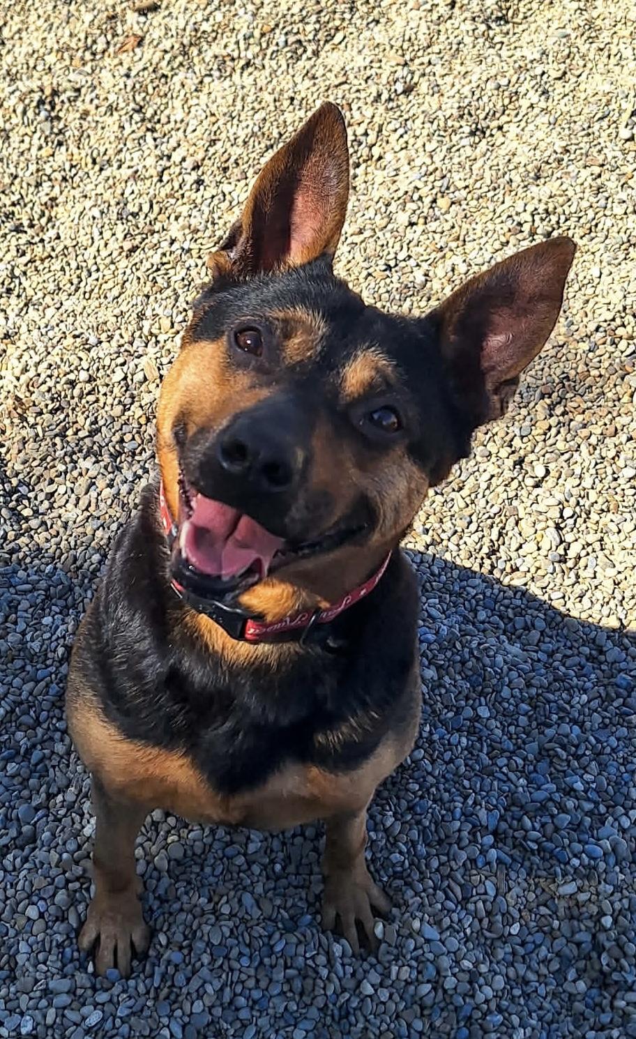Enlarge Nova ADOPTED, a ADOPTABLE mixed breed in Canton, OH image 2/6