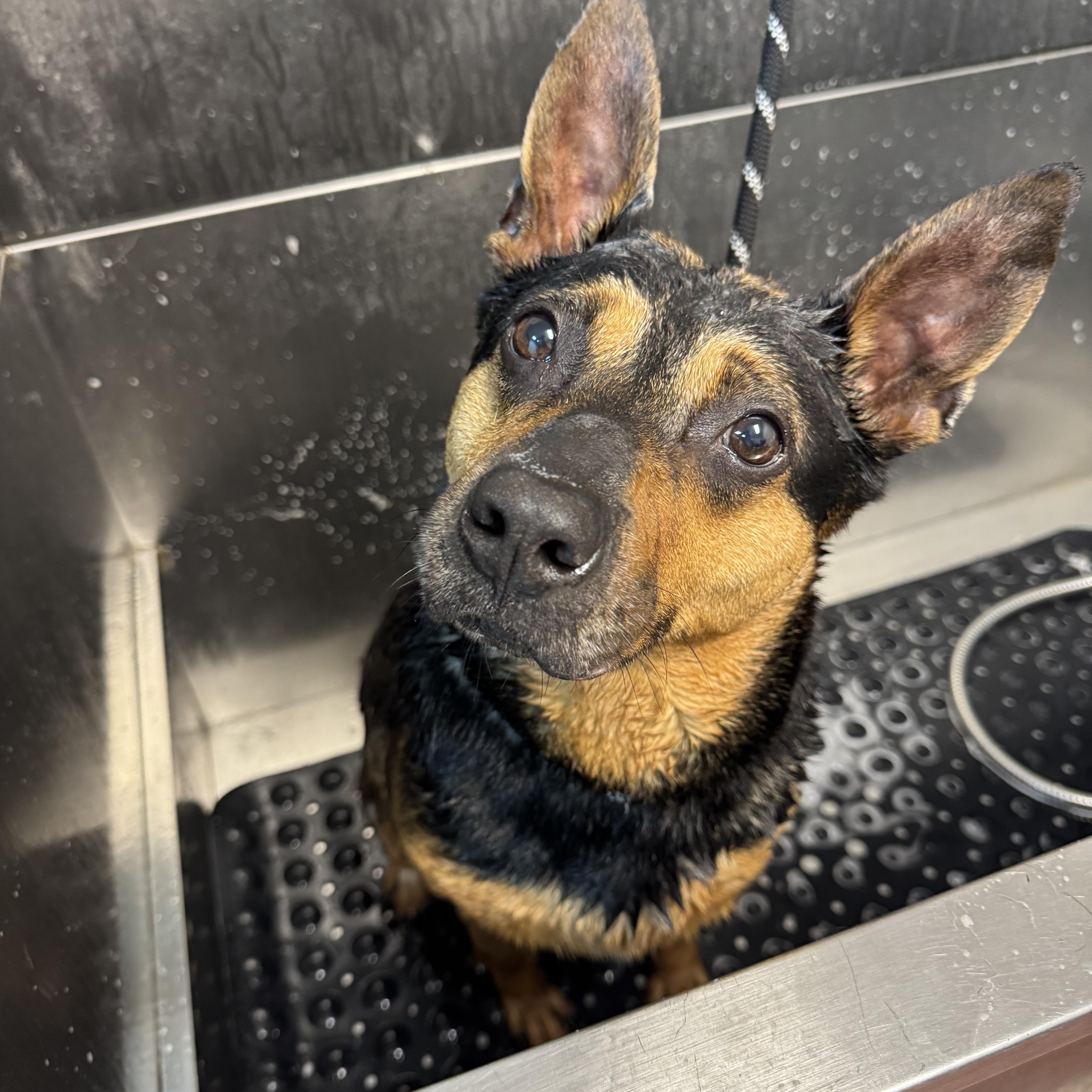 Enlarge Nova ADOPTED, a ADOPTABLE mixed breed in Canton, OH image 5/6