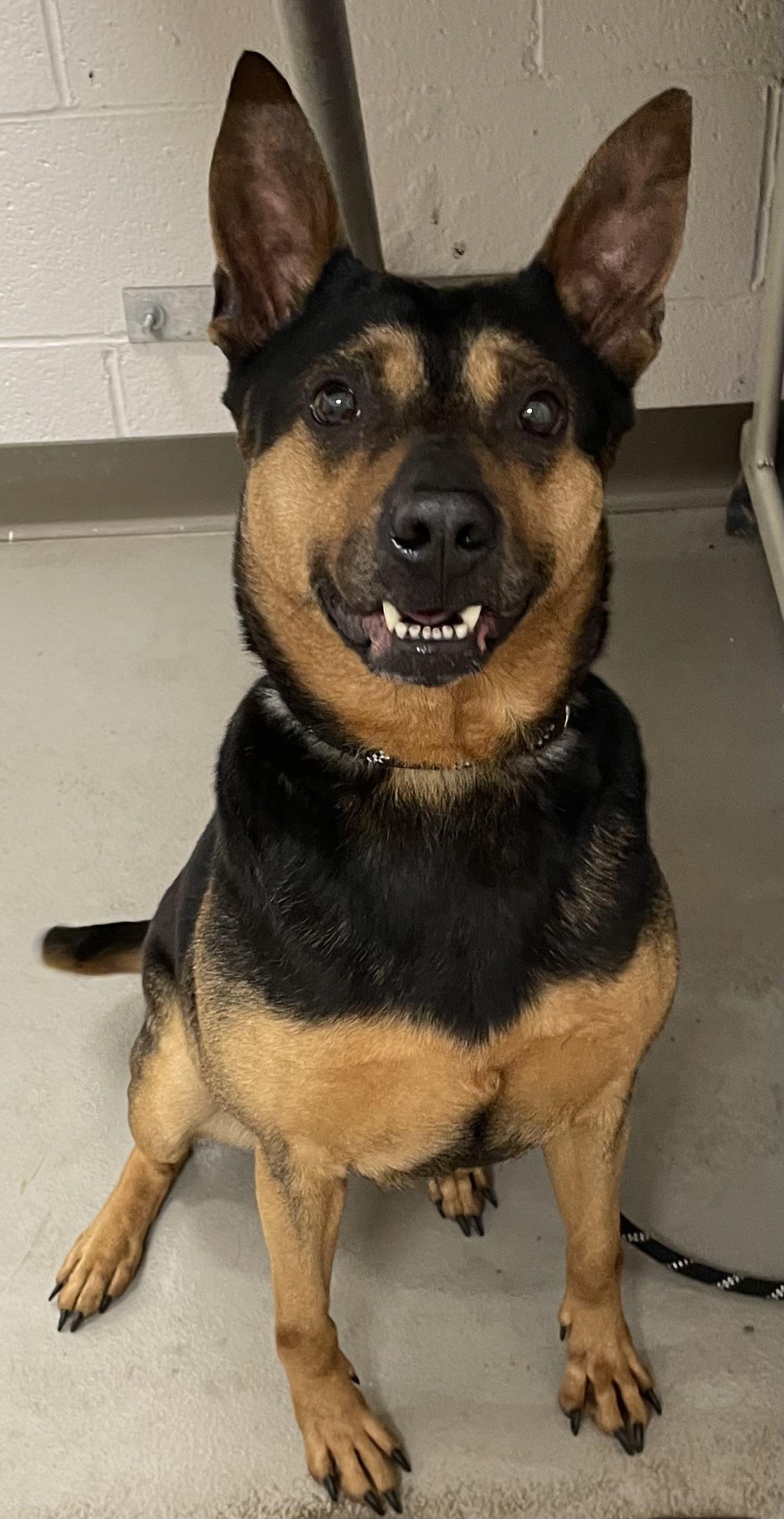 Enlarge Nova ADOPTED, a ADOPTABLE mixed breed in Canton, OH image 3/6