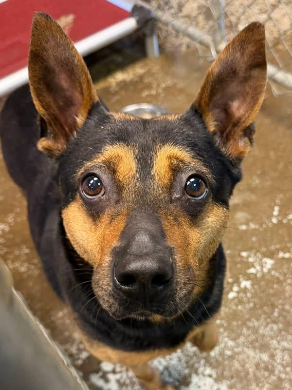 Enlarge Nova ADOPTED, a ADOPTABLE mixed breed in Canton, OH image 6/6