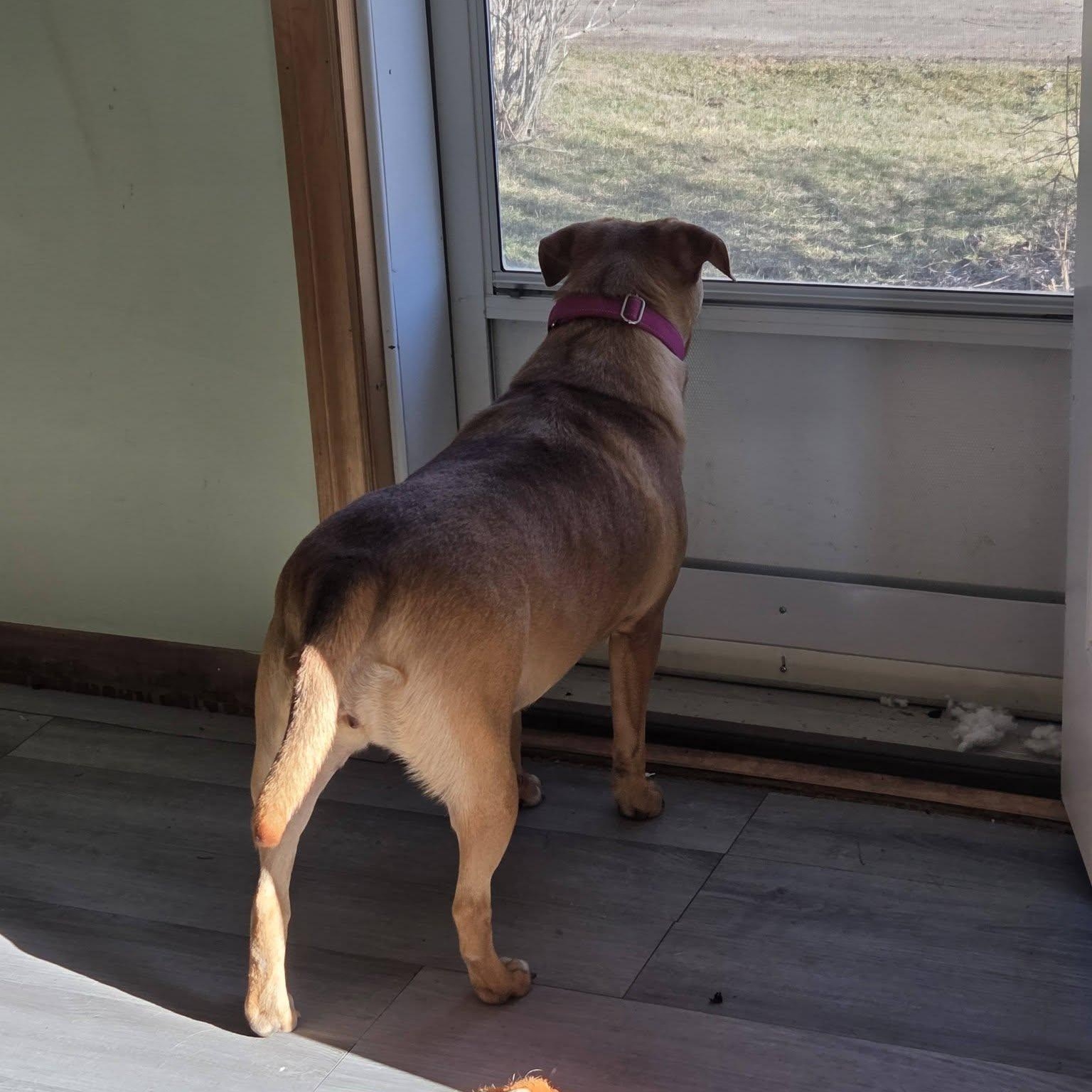 Enlarge Gigi, an adoptable mixed breed in Woodstock, ON image 3/4