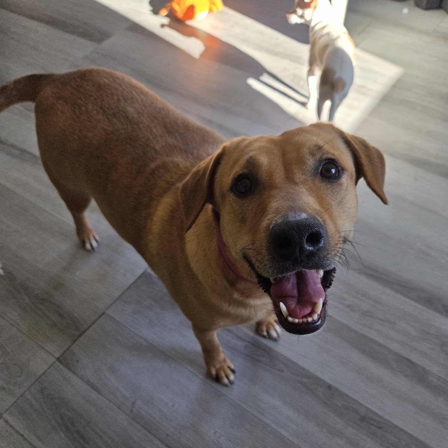 Enlarge Gigi, an adoptable mixed breed in Woodstock, ON image 2/4