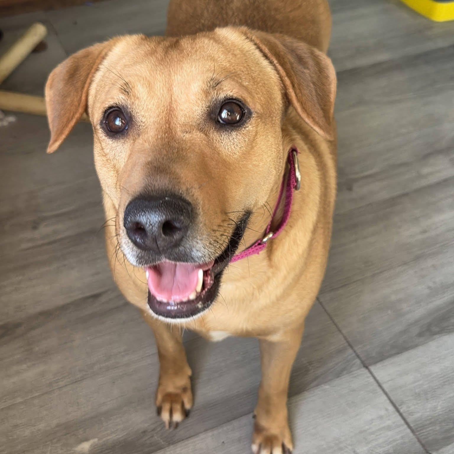 Gigi, adoptable, Adult Female Yellow Labrador Retriever.