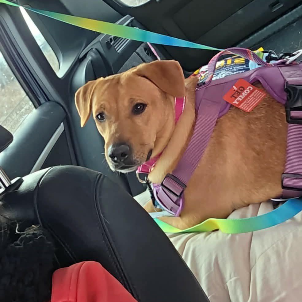 Enlarge Gigi, an adoptable mixed breed in Woodstock, ON image 4/4