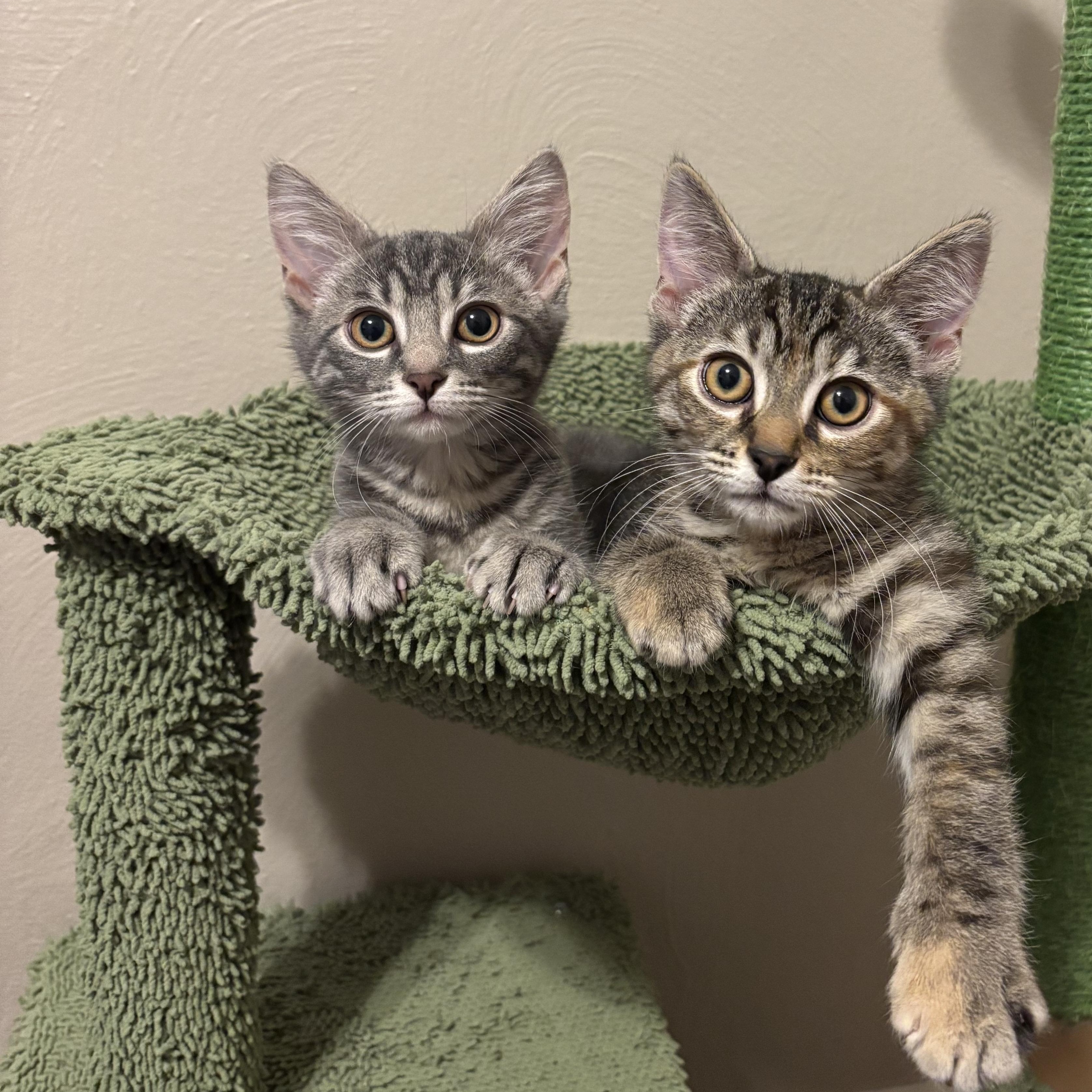 Toffee and Marshmallow, Baby Female unknown