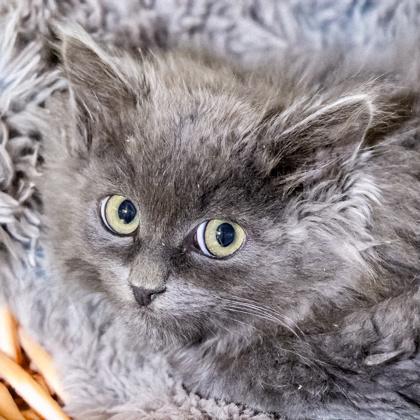 Shale, Adoptable, Kitten Female Domestic Medium Hair & Domestic Short Hair.