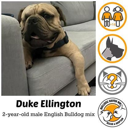 DUKE ELLINGTON, Adoptable, Adult Male English Bulldog.
