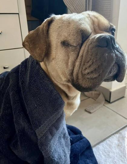 DUKE ELLINGTON, a Adoptable mixed breed in Bonney Lake, WA image 2/3