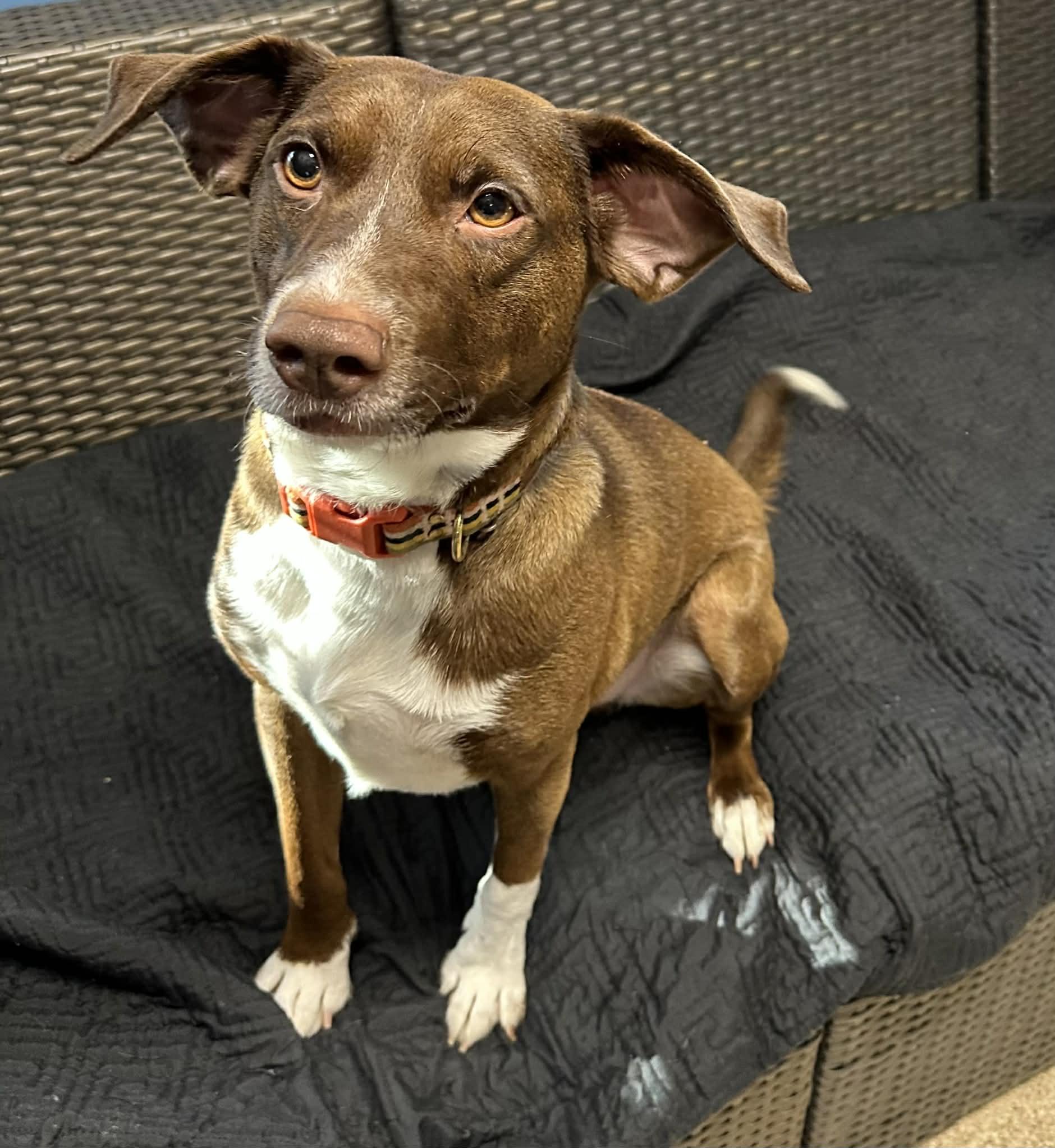 Smores, adoptable, Young Male Beagle & Labrador Retriever.