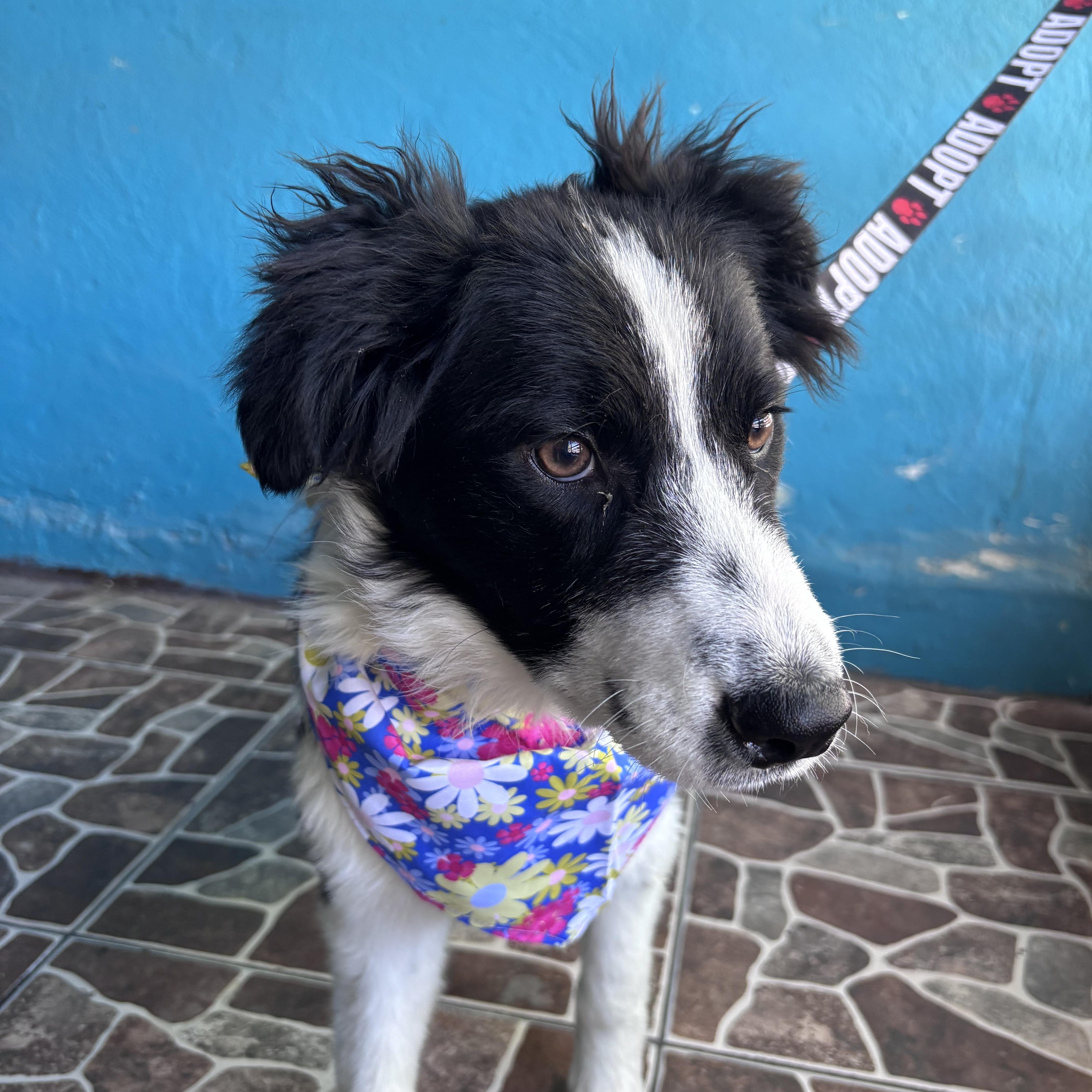 Victoria, an adopted mixed breed in Bangor, ME image 3/6