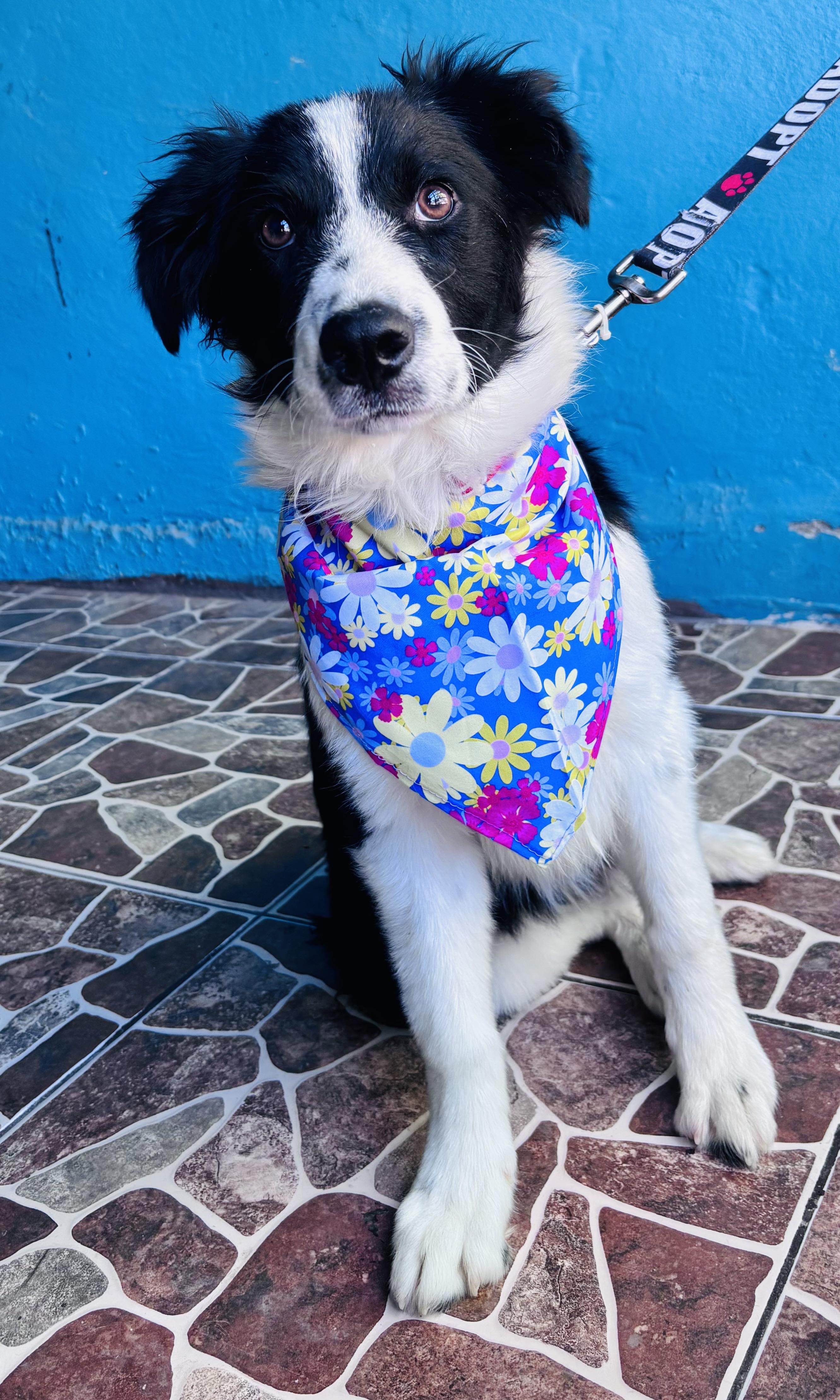 Victoria, an adopted mixed breed in Bangor, ME image 1/6