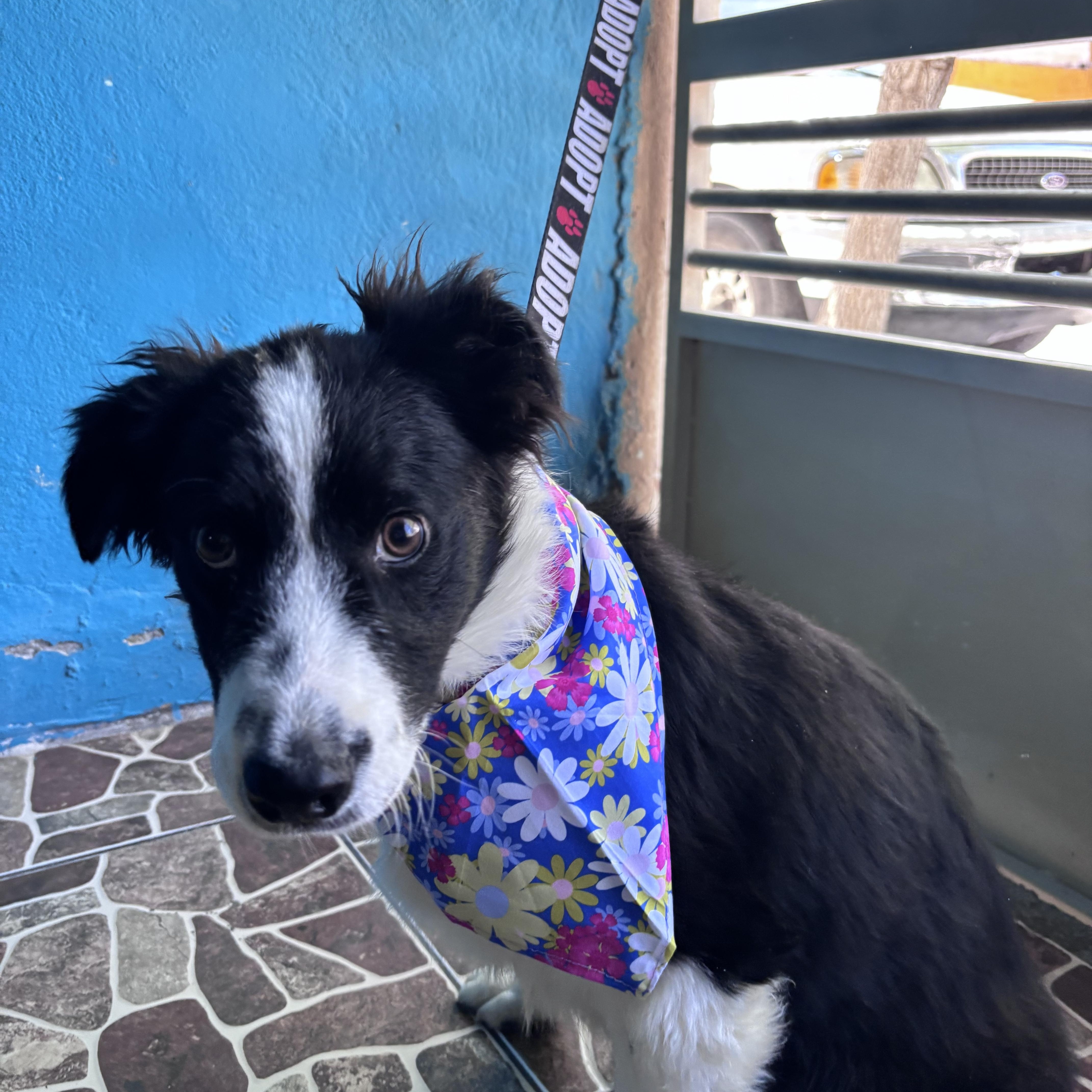 Victoria, an adopted mixed breed in Bangor, ME image 5/6
